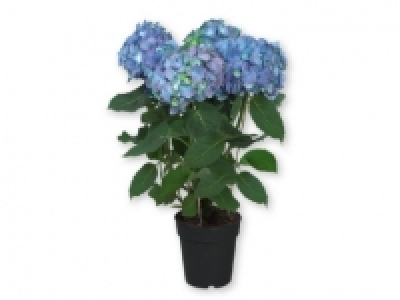 Lidl  Hortensia