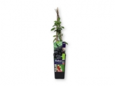 Árboles frutales 3.99 €