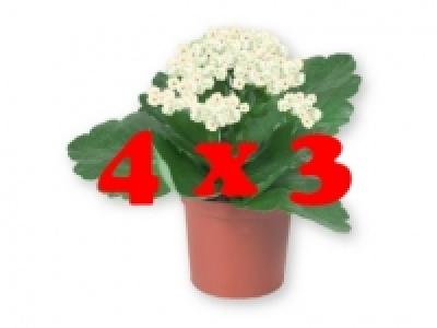 Mini kalanchoe 4 x 3 0.99 €