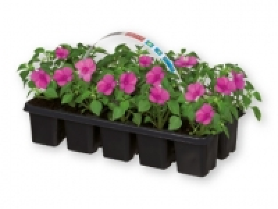 Plantas decorativas 2.99 €