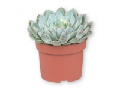 Suculentas 1.99 €