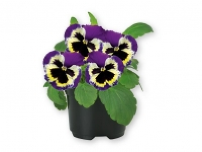 Pensamiento 4 x 3 0.79 €