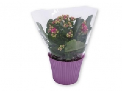 Kalanchoe 2.99 €