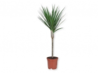 Lidl  Plantas de interior