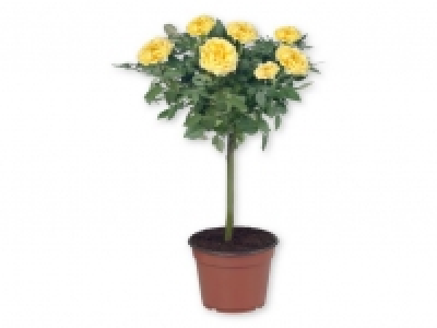 Rosal de pie alto 5.99 €