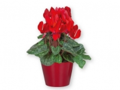 Ciclamen y azalea 3.99 €