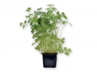 Perejil 0.99 €