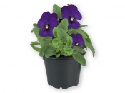 Pensamiento 0.99 €