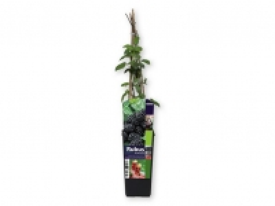Árboles frutales 3.99 €