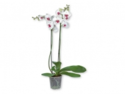 Orquídea de 2 tallos 7.99 €