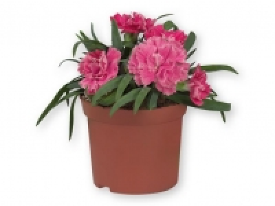 Claveles 1.99 €
