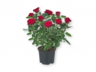 Rosales 2.99 €