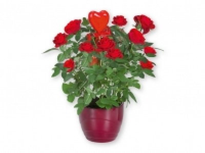 Rosal/Kalanchoe 5.99 €
