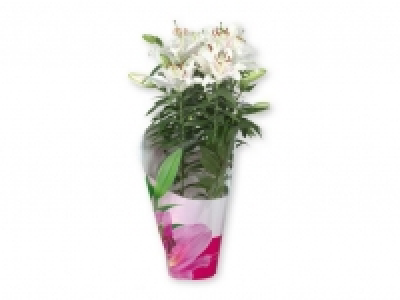 Plantas con flor 7.99 €