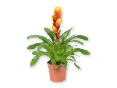 Lidl  Bromelia