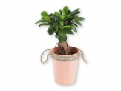 Lidl  Ficus ginseng