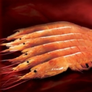 Gambón austral crudo grande 18.99 €