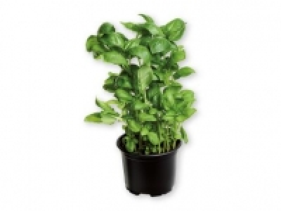 Albahaca 0.99 €