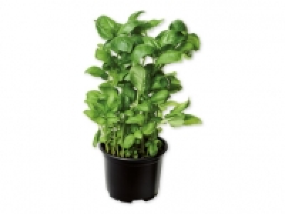 Hierbas aromáticas 0.69 €