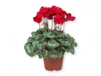 Ciclamen 2.19 €