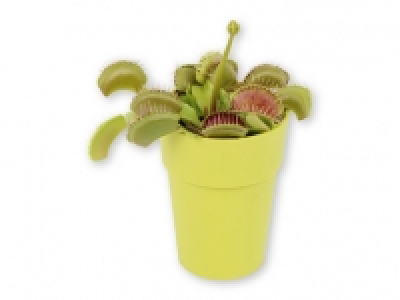 Planta carnívora 3.99 €