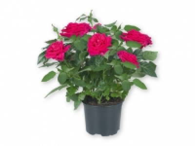 Rosal 1.99 €