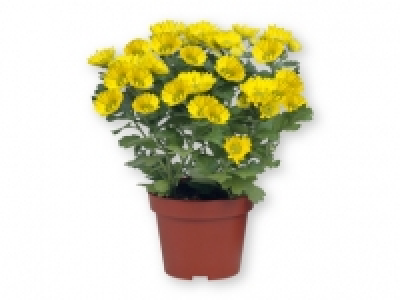 Crisantemo 1.89 €