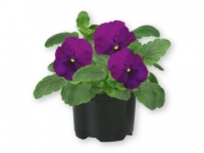Pensamiento 0.79 €