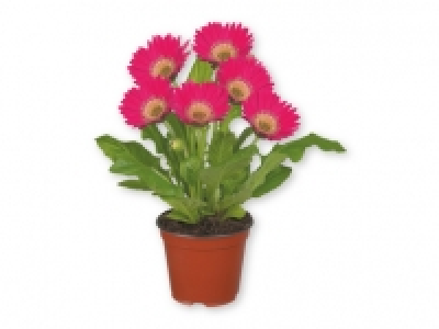 Plantas con flor 1.99 €