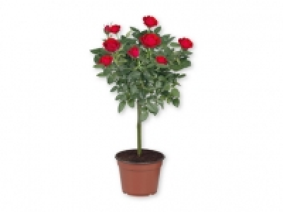 Rosal de pie alto 4.99 €