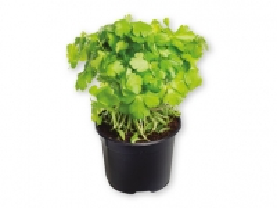 Perejil 0.59 €