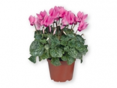 Ciclamen 2.49 €