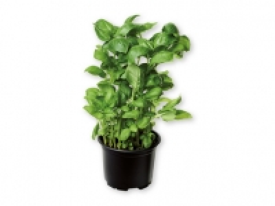 Albahaca 0.59 €