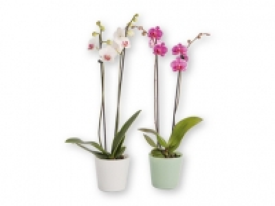 Orquídea 7.99 €