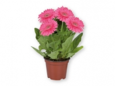 Plantas con flor 2.49 €