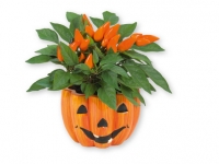 Lidl  Planta en calabaza de Halloween