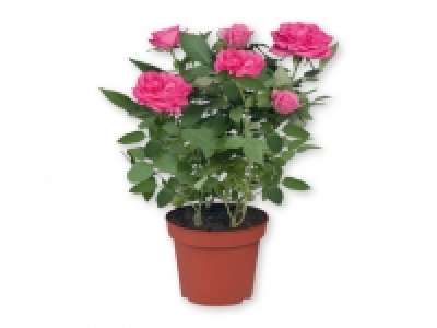 Rosales 2.49 €