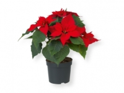 Flor de pascua 1.99 €