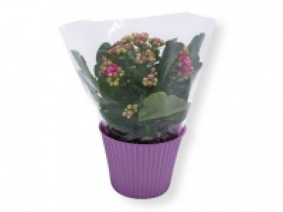 Kalanchoe 2.49 €