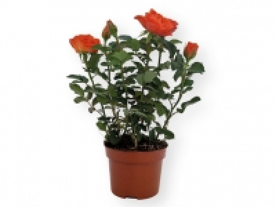 Rosal 2.99 €