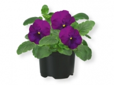 Pensamiento 0.99 €