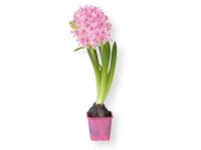 Jacinto 0.99 €
