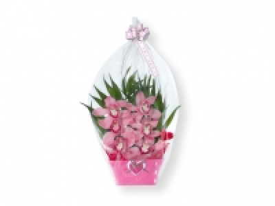 Arreglo de 6 orquídeas 6.99 €