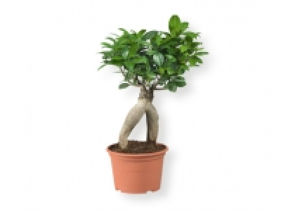Ficus ginseng 6.99 €