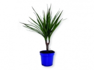 Drácena 2.49 €
