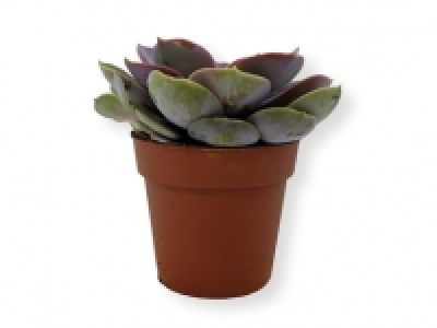Suculentas 1.99 €