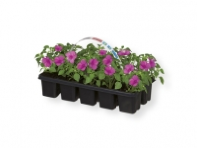Plantas decorativas 2.99 €