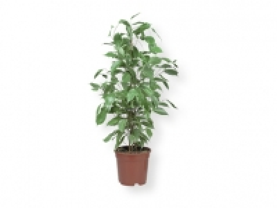 Plantas de interior 4.99 €