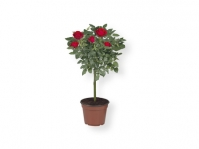 Rosal de pie alto 4.99 €