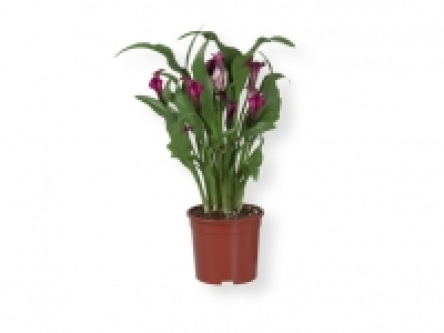 Cala 4.99 €